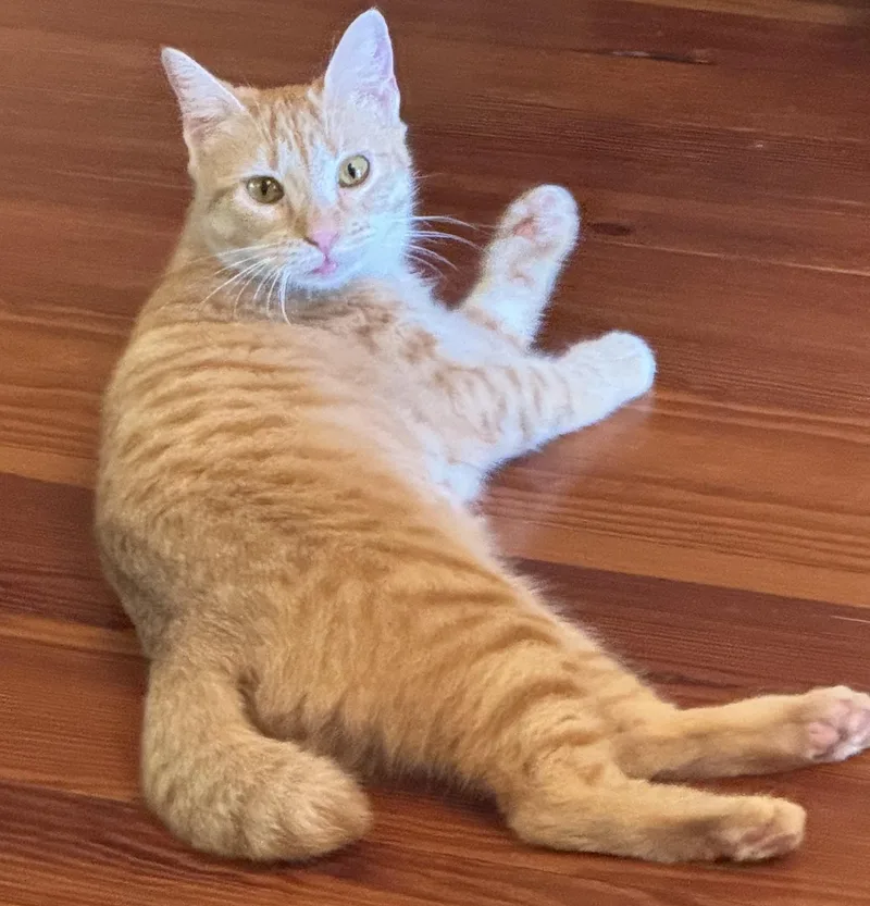 A young medium-sized female Orange & White Domestic Short Hair cat named Fancy for adoption in Granby, CT