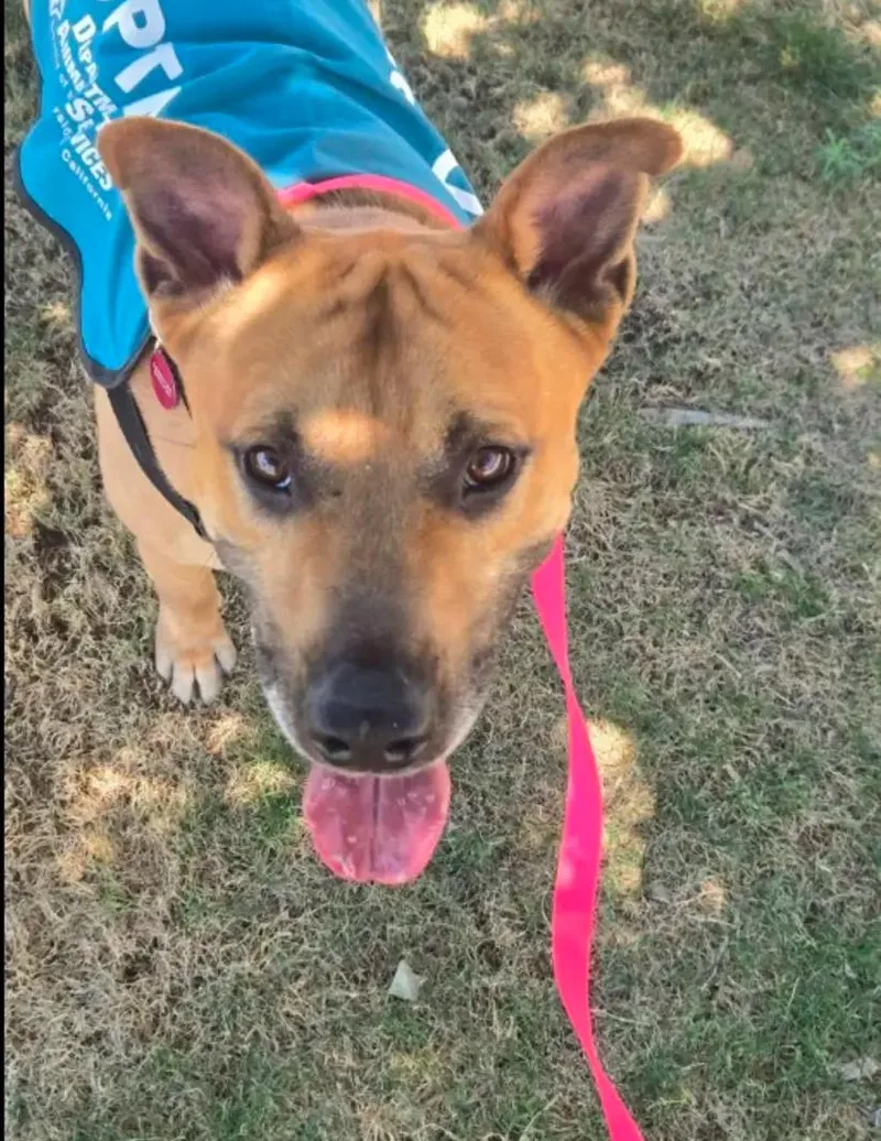 An adult medium-sized male Brown / Chocolate Carolina Dog dog named Finn for adoption in Torrance, CA