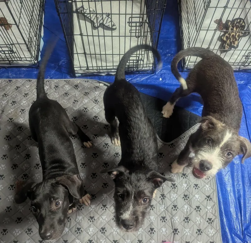 A baby medium-sized female Schnauzer dog named Rosie for adoption in Yukon, OK