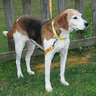 A senior medium-sized female Tricolor (Brown, Black, & White) Hound dog named Kimber for adoption in Lake Wylie, SC