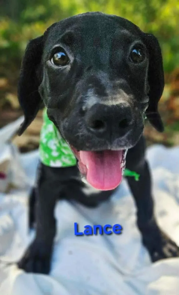 Lance