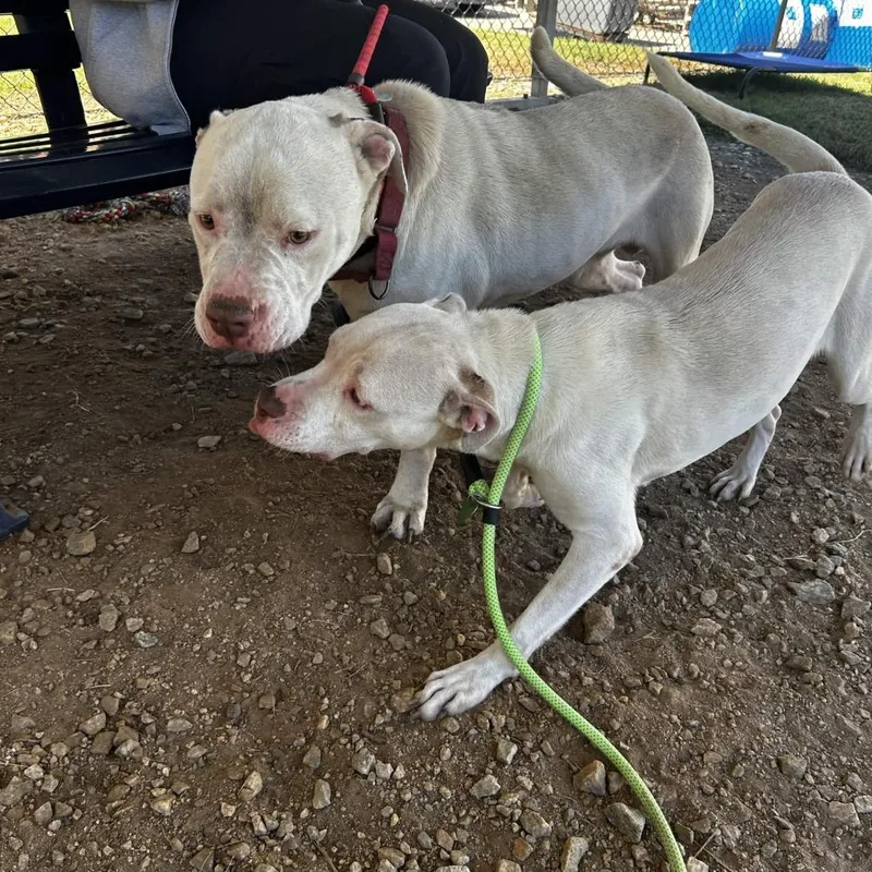 An adult medium-sized female White / Cream Mixed Breed dog named Allara for adoption in Greenville, SC