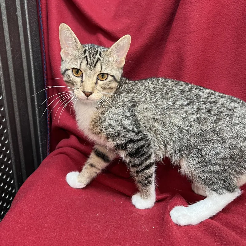 A baby medium-sized female Tabby (Brown / Chocolate) Domestic Short Hair cat named Biscuit Britches for adoption in Fairmont, MN