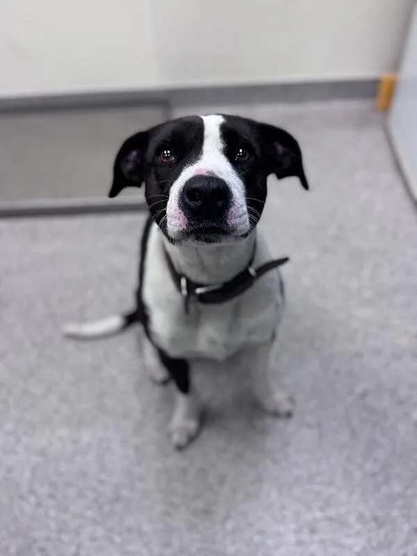 A young medium-sized female Black Border Collie dog named Athena for adoption in Disputanta, VA