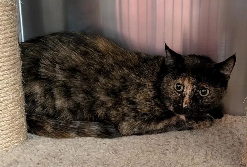 An adult large-sized female Domestic Short Hair cat named Lena for adoption in Tucson, AZ