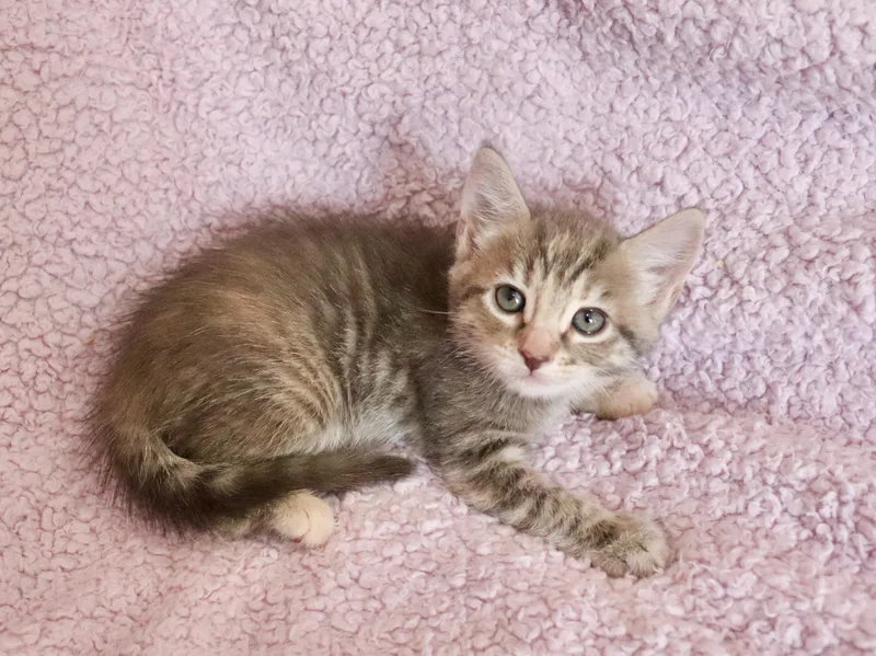 A baby medium-sized female Gray / Blue / Silver Tabby cat named Ester for adoption in Saint Augustine, FL