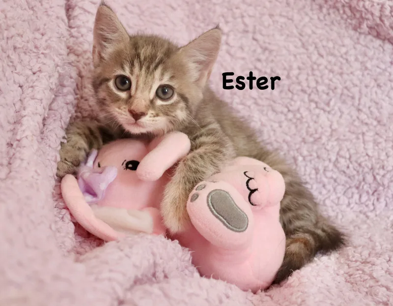 Ester thumbnail 2