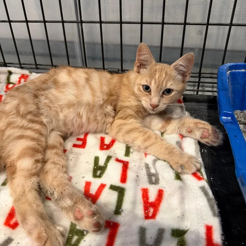 A baby small-sized male Buff / Tan / Fawn Domestic Short Hair cat named Ford for adoption in Tustin, CA