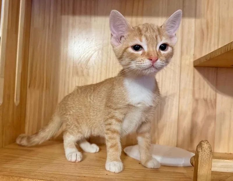 A baby small-sized female Tabby cat named Robyn for adoption in Capshaw, AL