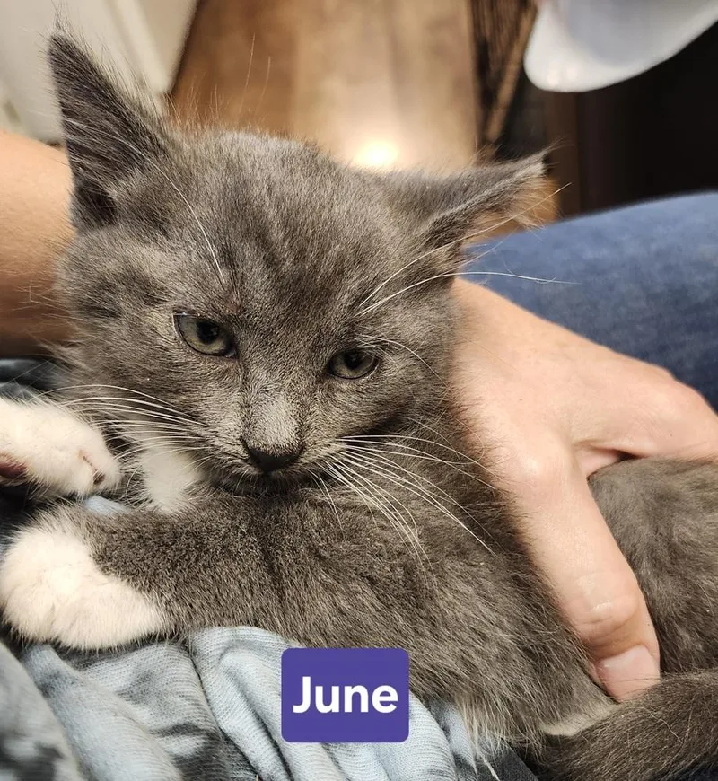 June thumbnail 3