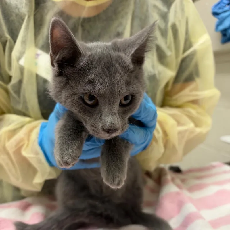 A baby small-sized female Domestic Short Hair cat named Penny for adoption in Murray, UT