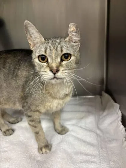 A young small-sized female Domestic Short Hair cat named Crinkle for adoption in Paducah, KY