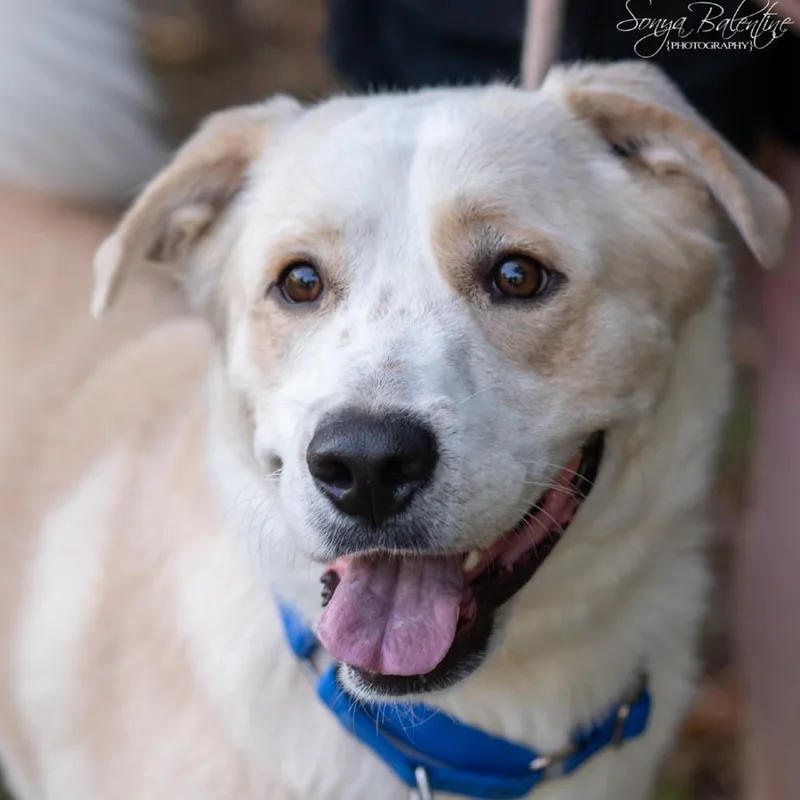A young large-sized male Labrador Retriever dog named Cooper for adoption in Bartlett, TN