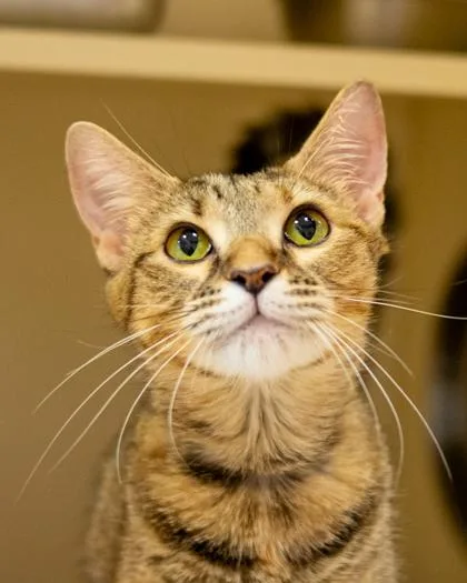 An adult large-sized female Domestic Short Hair cat named Palisade for adoption in Chamblee, GA