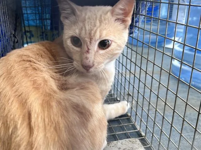 An adult small-sized male Domestic Short Hair cat named Foothill for adoption in Rancho Cucamonga, CA