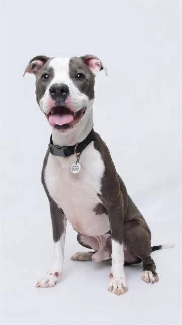 A young large-sized male Pit Bull Terrier dog named Yoshi for adoption in Rockville, MD