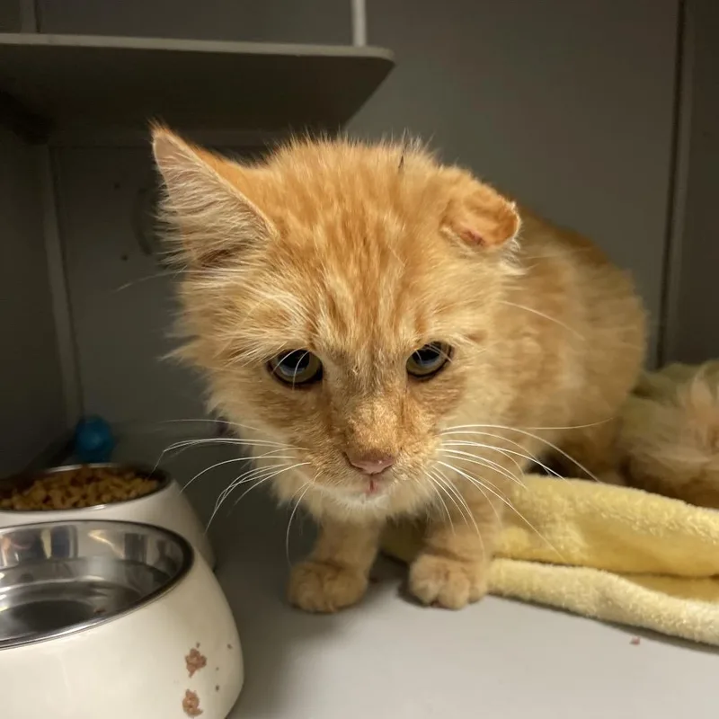 An adult small-sized male Domestic Short Hair cat named Stray for adoption in Sullivan, IL
