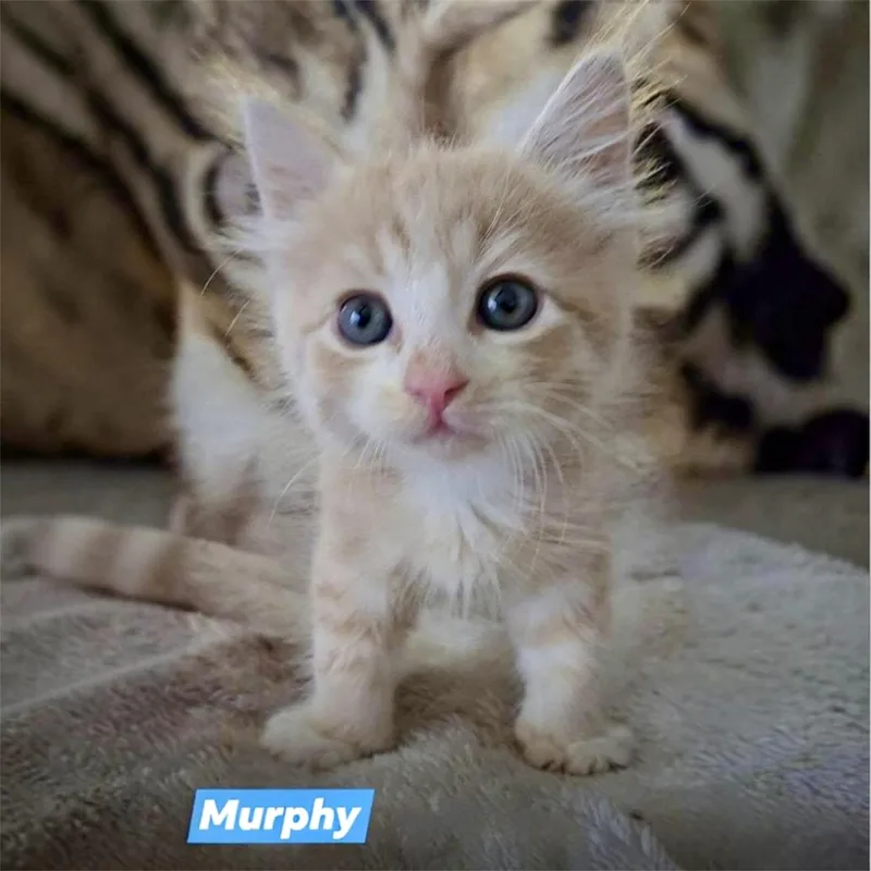 A baby medium-sized male Orange & White Domestic Medium Hair cat named Murphy for adoption in Hillsborough, NJ