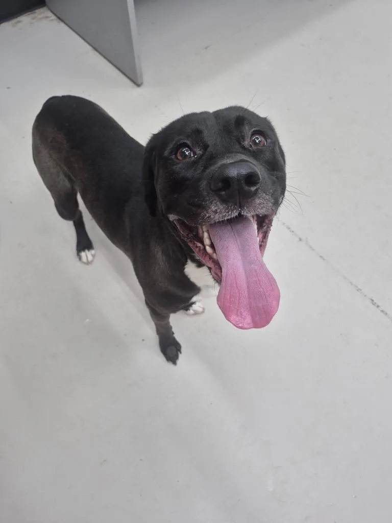 An adult medium-sized male Labrador Retriever dog named Mater for adoption in Findlay, OH