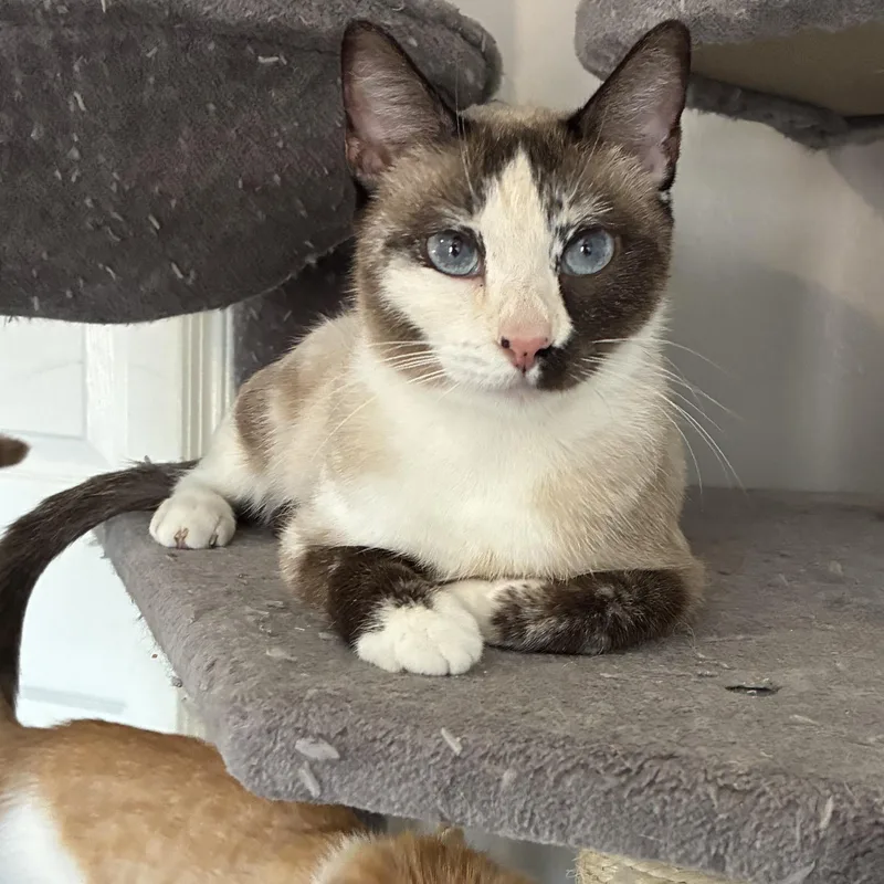 A young medium-sized female Ragdoll cat named Cleopatra for adoption in queen creek, AZ