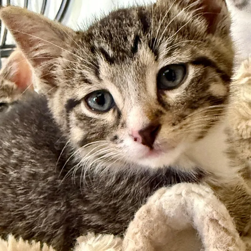 A baby small-sized male Brown / Chocolate Domestic Short Hair cat named Loafer for adoption in Eaton Rapids, MI