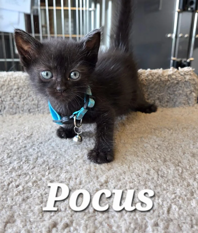 A baby small-sized male Domestic Short Hair cat named Pocus for adoption in Sidney, OH
