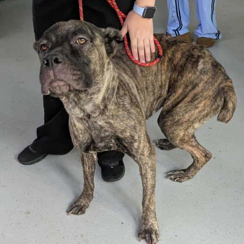 An adult large-sized female Brindle Cane Corso dog named Diamond for adoption in Huntington, WV