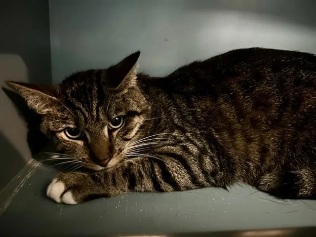 A young medium-sized male Domestic Short Hair cat named Sunny for adoption in Boston, MA
