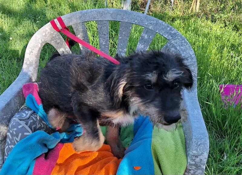 Elazar Mvt thumbnail 3