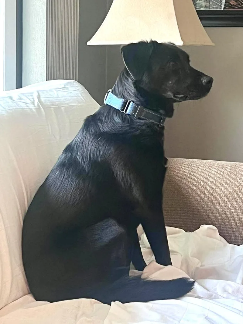 An adult medium-sized female Black Labrador Retriever dog named Ebony for adoption in Pleasant Valley, NY