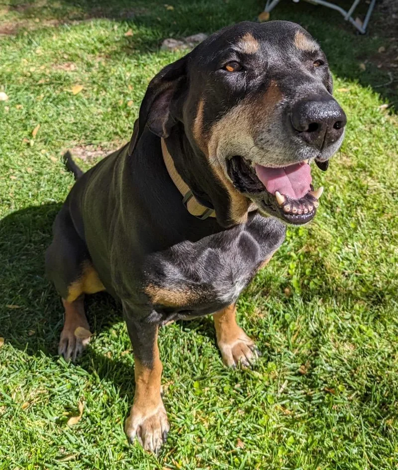 A senior extra large-sized male Hound dog named Sir Duke for adoption in Cottonwood, AZ