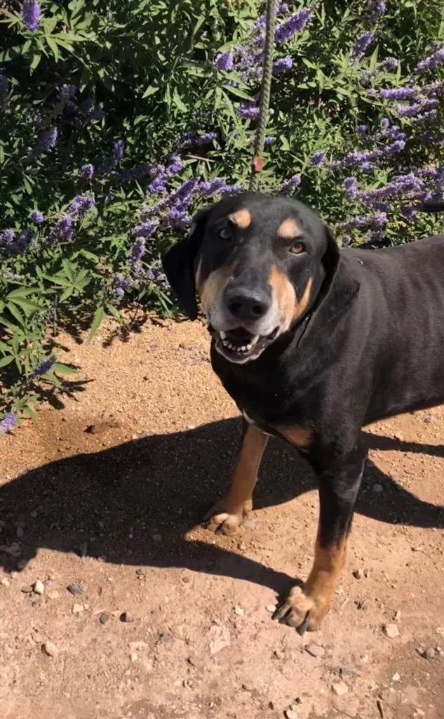 Sir Duke thumbnail 2