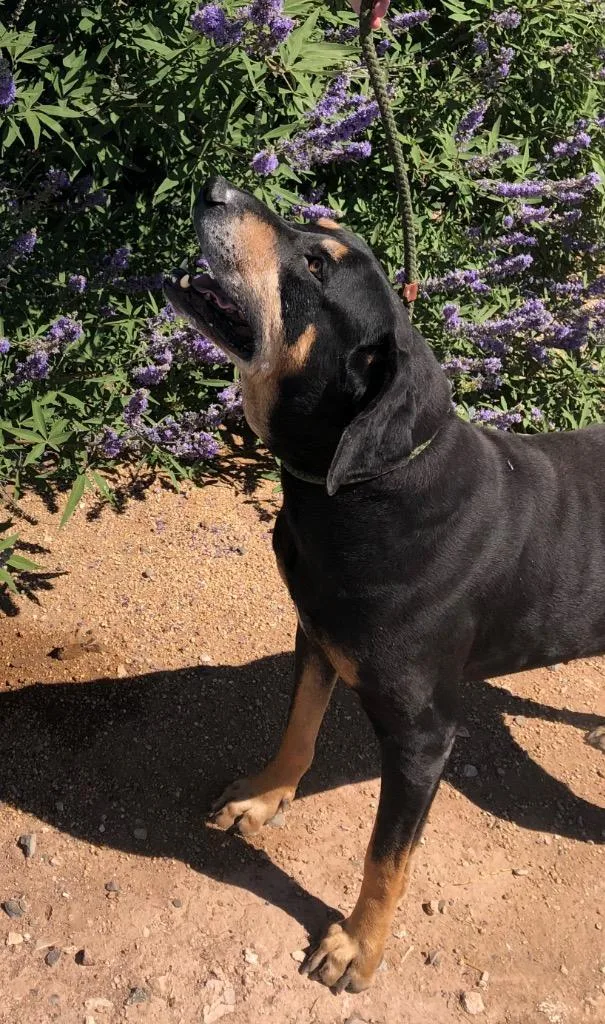 Sir Duke thumbnail 3