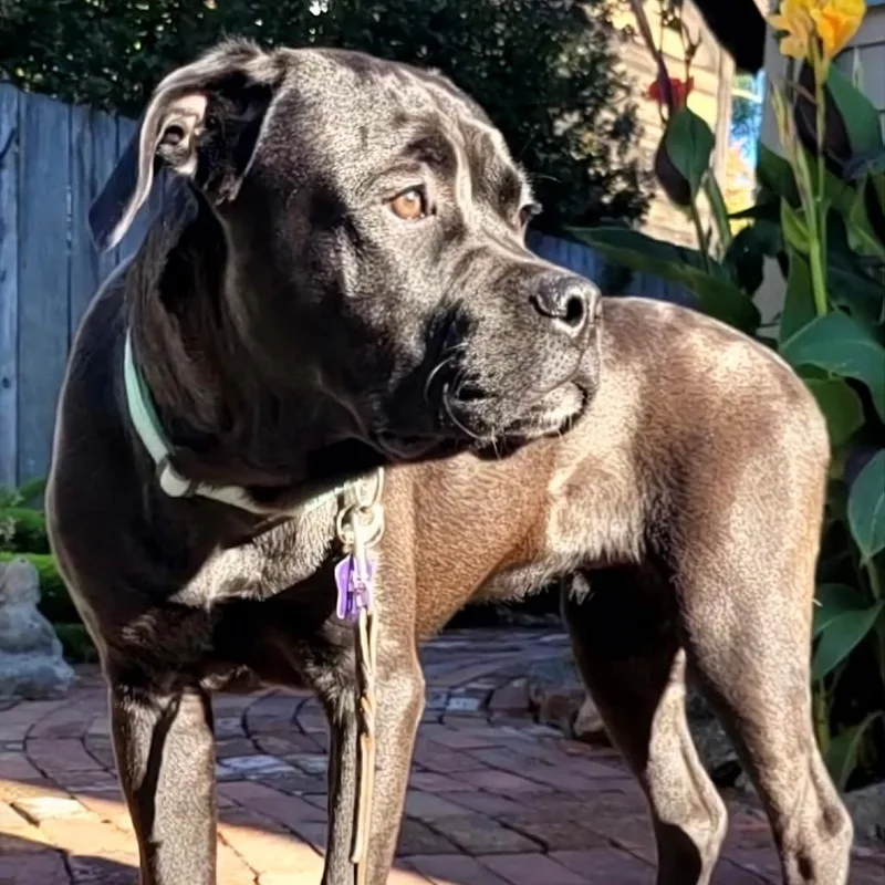 A young large-sized male Black Mastiff dog named Hugo for adoption in San Francisco, CA