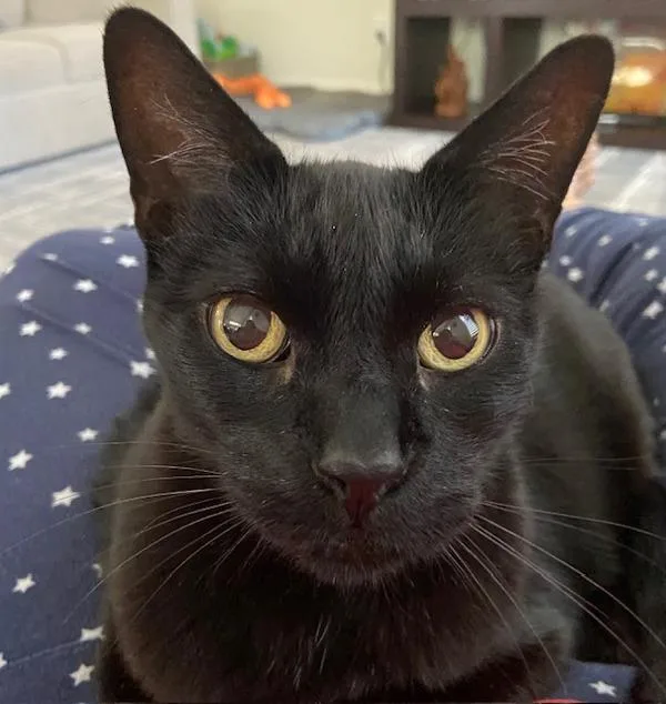 Jasper