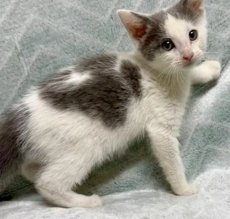 A young medium-sized male Gray & White Domestic Short Hair cat named Avocado for adoption in Miller Beach, IN