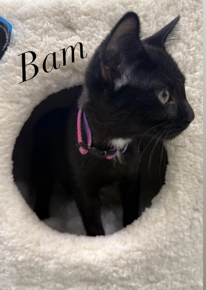 A baby medium-sized male Domestic Short Hair cat named Bambino for adoption in Spring Lake, NJ