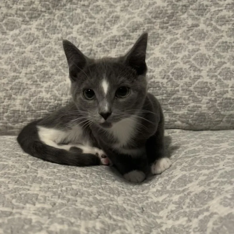 A baby small-sized female Gray / Blue / Silver Domestic Short Hair cat named Lucy for adoption in Harrisonburg, VA