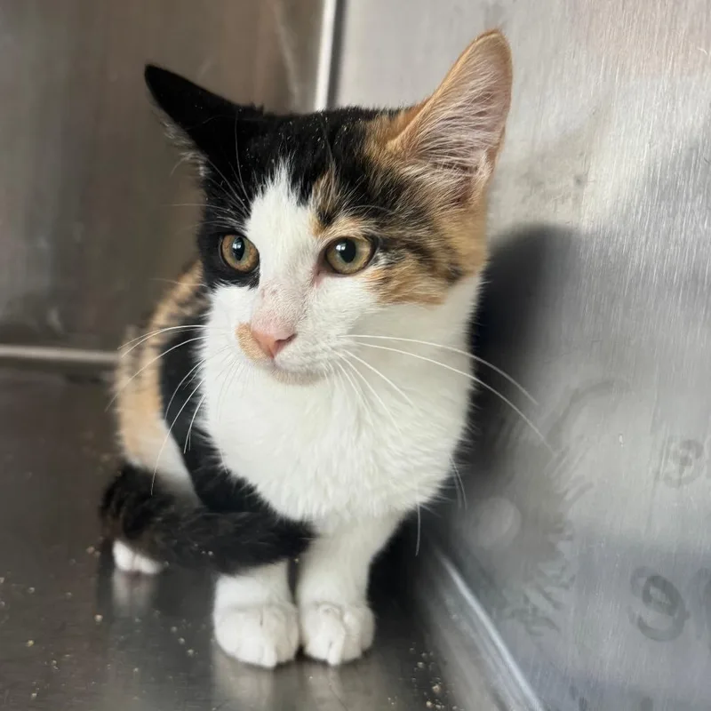 A baby small-sized female Calico Domestic Short Hair cat named Donut for adoption in Eureka Springs, AR