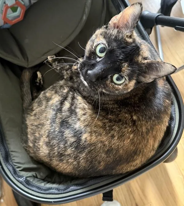 Princess Shelly thumbnail 2