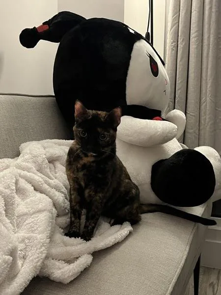 Princess Shelly thumbnail 3