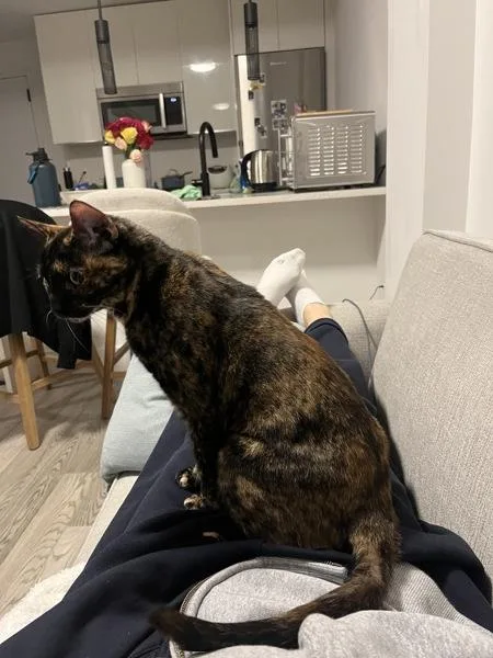 Princess Shelly thumbnail 4