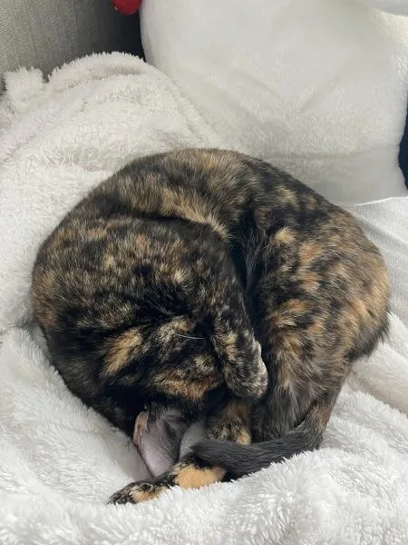 Princess Shelly thumbnail 5