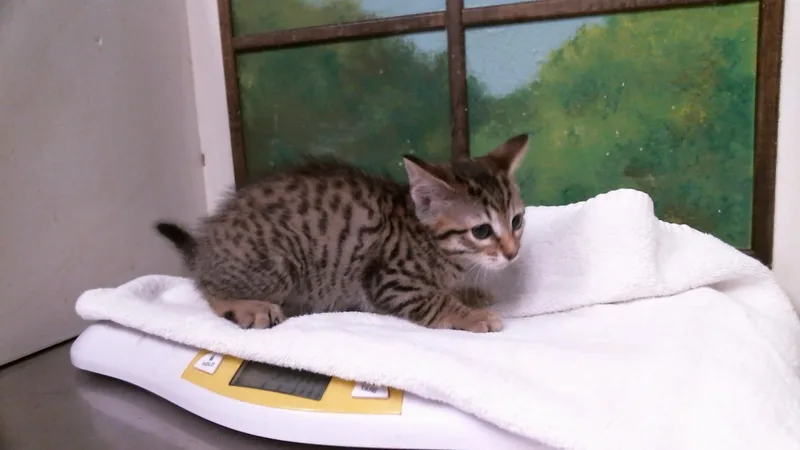 A baby small-sized male Domestic Short Hair cat named A for adoption in Houston, TX