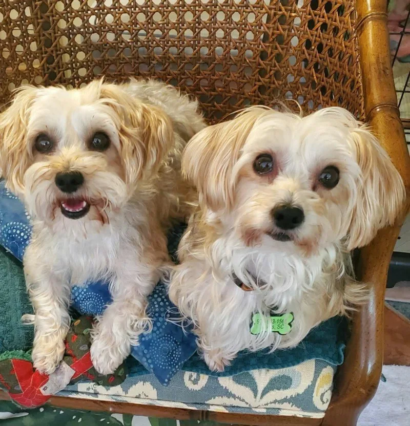 An adult small-sized male Apricot / Beige Morkie dog named Marco and Desi  for adoption in Greenville, SC
