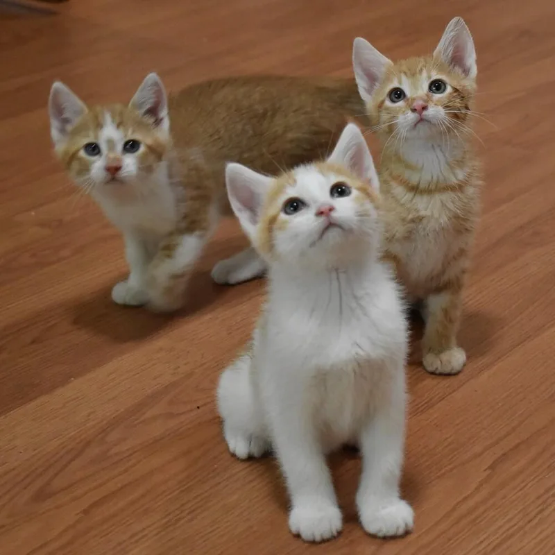 A baby small-sized male Orange & White Domestic Short Hair cat named Rabbit for adoption in Anoka, MN