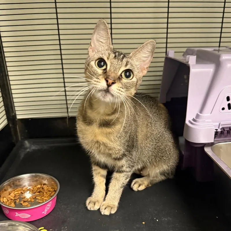 An adult small-sized female Torbie Domestic Short Hair cat named Poppy for adoption in Houston, TX