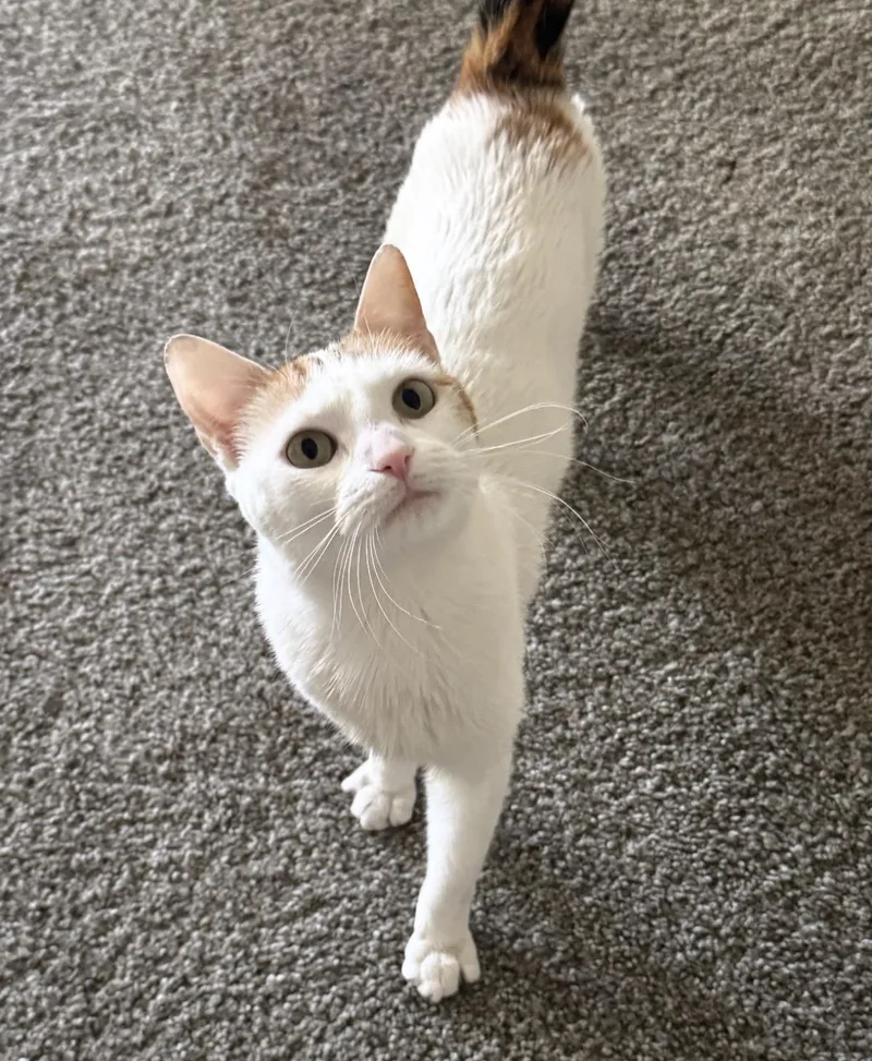 An adult medium-sized female White Calico cat named Zuri Watson for adoption in Chandler, AZ