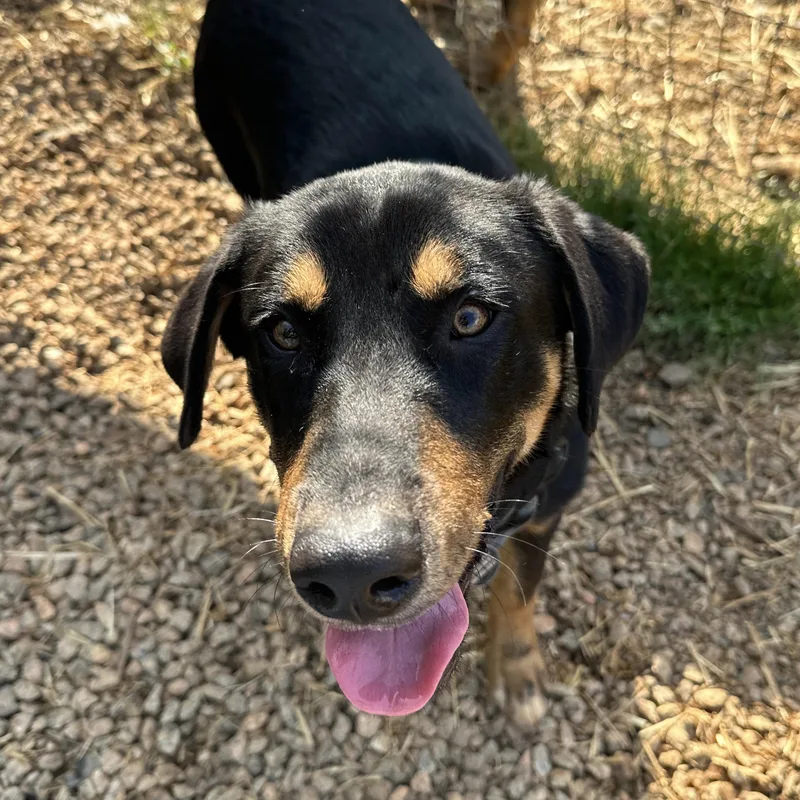 A baby large-sized male Tricolor (Brown, Black, & White) Labrador Retriever dog named Moe Mentum for adoption in Columbia, SC