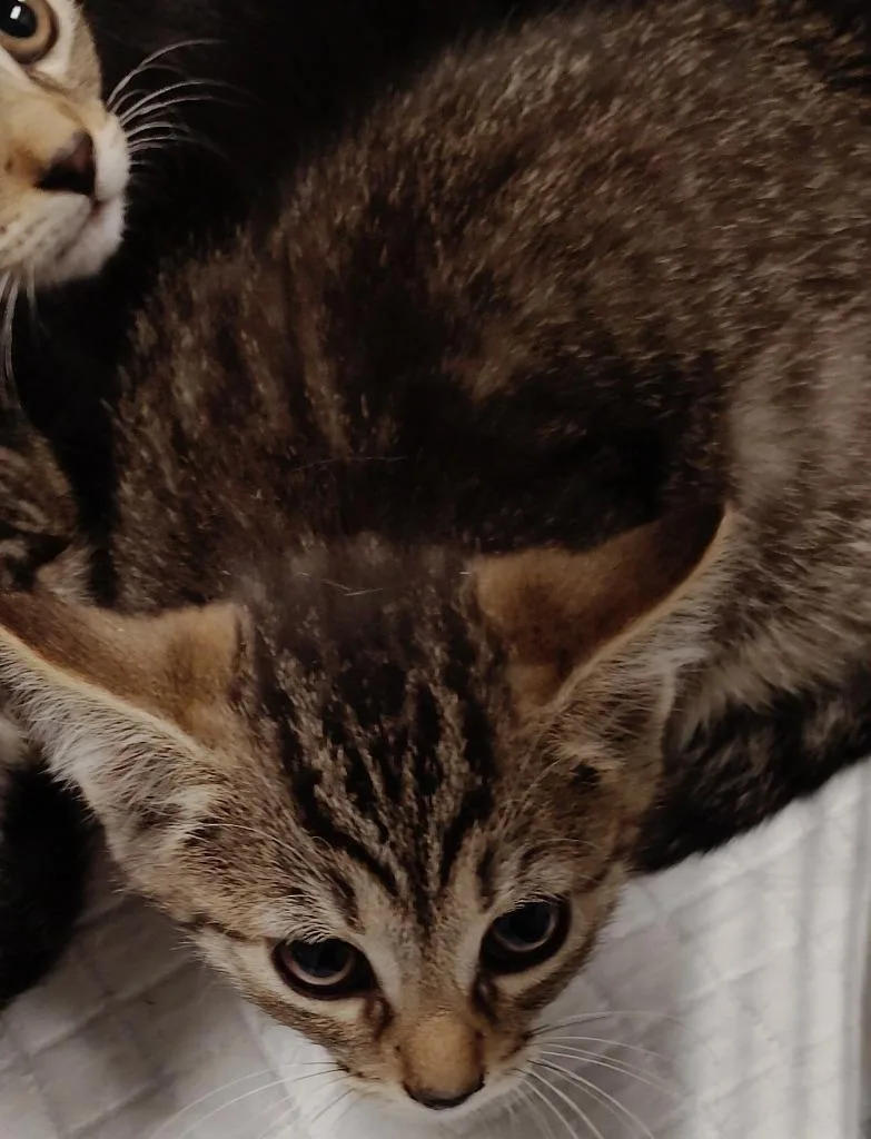 A baby medium-sized male Domestic Short Hair cat named Calvin for adoption in Clarksville, TN